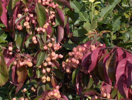 kardinaalsmuts Euonymus